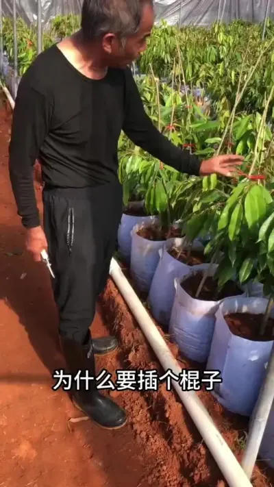 榴莲苗换杯原因与方式 #种植小技巧 #果树管理 #来抖音学农枝 #三农 #田间地头实操干货