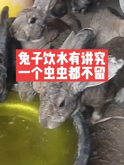 兔子饮水有讲究，一个虫虫都不留 #兔子#养殖#三农#养兔子#养兔人