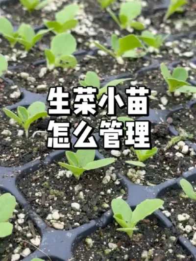 生菜出苗后怎么施肥浇水管理 #农业种植 #种植 #三农 #种菜