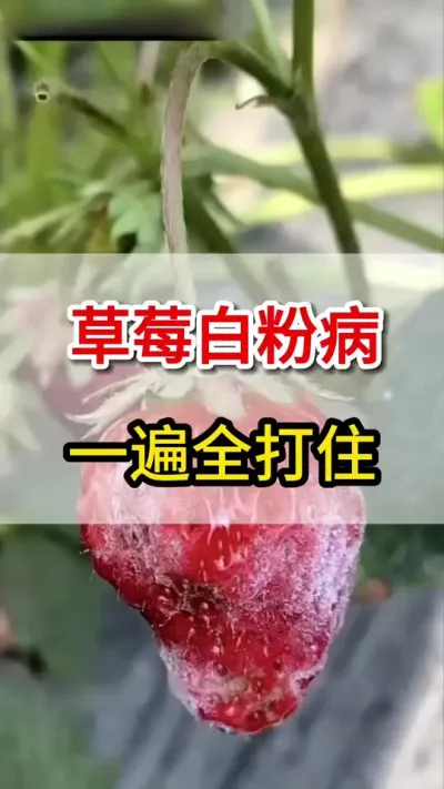 草莓白粉病，下一遍全搞定#白粉病#草莓#三农