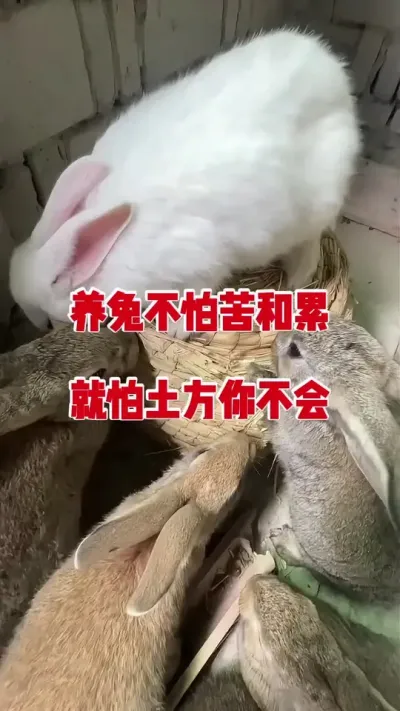 养兔不怕苦和累，就怕土方你不会#兔子 #养兔人 #养兔子注意事项 #肉兔养殖 #科学养兔