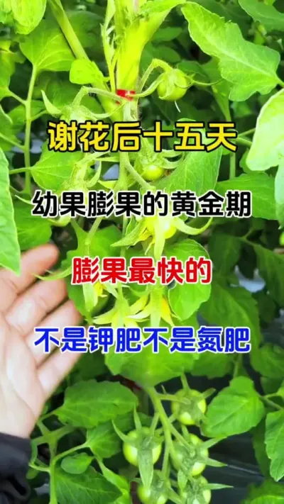 无论您种的苹果，桃树，梨。瓜果蔬菜等开花结果类作物，往年果子小长不大个裂果畸形果多。这个配方轻松搞定#膨果 #膨果肥 #番茄种植 #农业种植