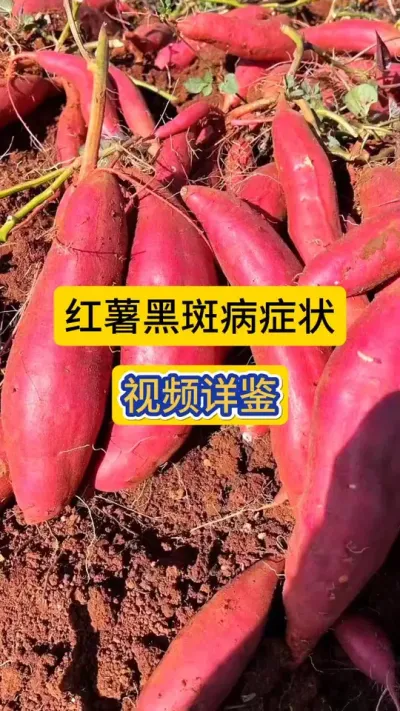 红薯黑斑病症状，视频详鉴！#红薯黑斑病 #黑斑病 #红薯病害 #薯帮主植保 #农技知识分享