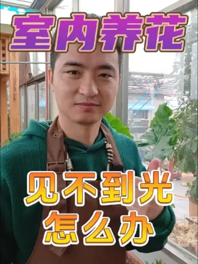 室内养花见不到光，容易黄叶落叶怎么办？ #养花 #花卉绿植 #光合作用