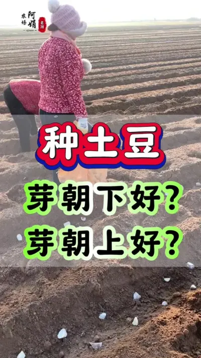种土豆芽朝上好，芽朝下好#土豆高产种植 #土豆种植 #马铃薯 #洋芋