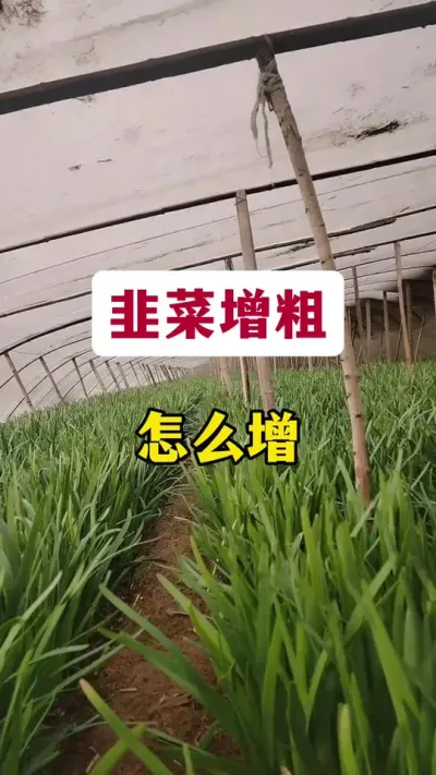 韭菜增粗，怎么增。#韭菜变粗的秘诀 #韭菜施什么肥根粗 #韭菜种植 #韭菜高产 #韭菜管理