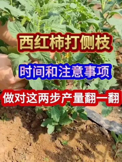 西红柿打侧枝时间和注意事项做对这两步产量翻一翻 #番茄种植 #西红柿种植 #番茄种植技术 #种植小技巧 #农业种植