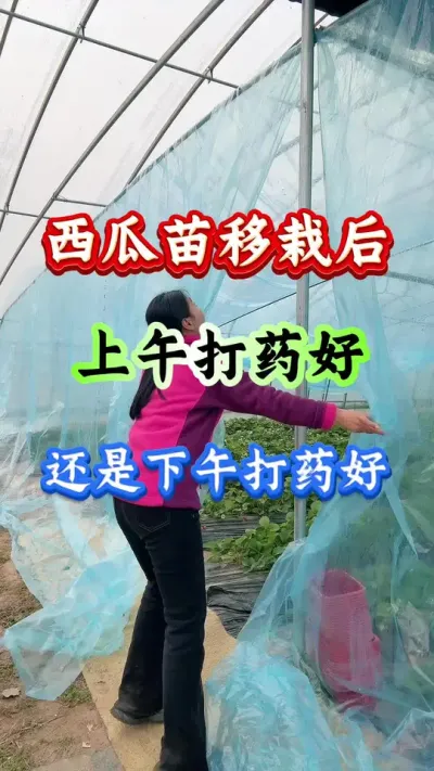 西瓜种植 西瓜苗移栽后上午打药好还是下午打药好#西瓜种植#西瓜管理#早春西瓜#病害防治