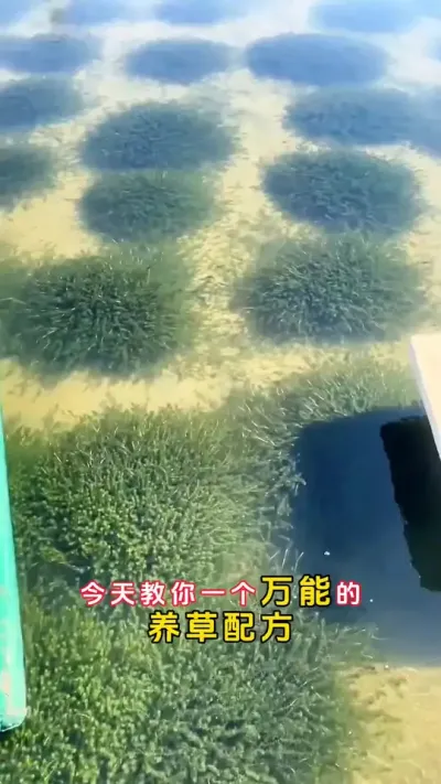 一个万能的养草配方，学会这招全年不为水草烦恼。#螃蟹养殖 #大闸蟹养殖 #鱼虾蟹养殖 #河蟹养殖 #三农 @DOU+小助手