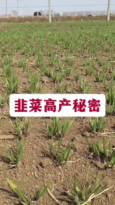 韭菜高产秘密。#韭菜高产 #韭菜种植 #韭菜施什么肥根粗 #韭菜高产小妙招 #韭菜管理