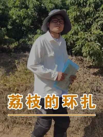 荔枝树环扎的高度#广西灵山荔枝果苗#农业创业#抖音新农人计划2025#吕老师种果苗