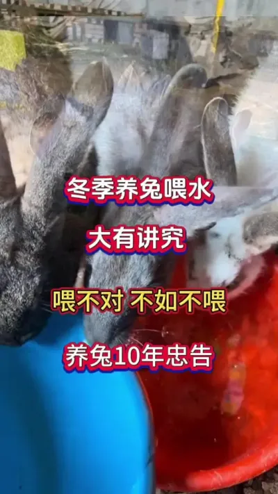冬季养兔喂水，大有讲究，学会呀，十年不扔兔#科学养兔 #养兔人 #肉兔养殖 #兔子 #散养兔