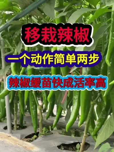 移栽辣椒一个动作简单两步辣椒缓苗快成活率高 #辣椒种植 #农业种植 #种植小技巧 #三农 #分享农业知识帮农民增产增收