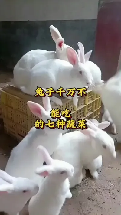 兔子千万不能吃的七种蔬菜 #肉兔养殖  #养兔  #养兔人  #养兔技术