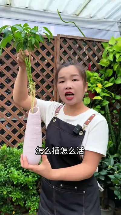 招财树不用买，学会这两种扦插方法，怎么插怎么活 #鸭掌木#招财树#扦插