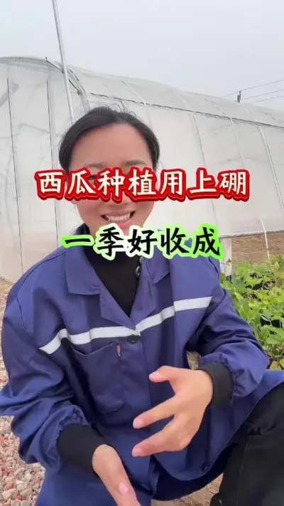 西瓜种植 西瓜种植用上硼一季好收成#西瓜种植#西瓜管理#西瓜高产#种西瓜