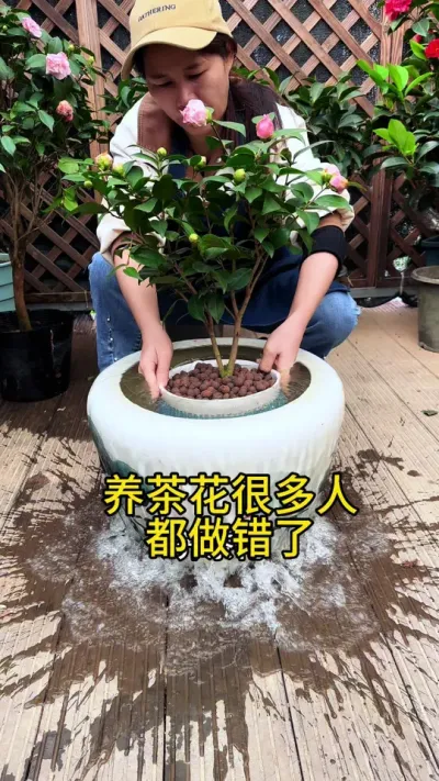 养茶花，长花苞时，很多人都做错了#花卉绿植 #茶花 #种植小技巧