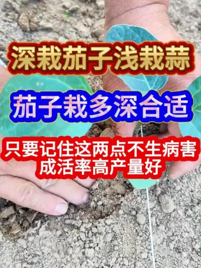 深栽茄子浅栽蒜茄子栽多深合适只要记住这两点不生病害成活率高产 #农业种植 #种植小技巧 #茄子种植 #三农 #抖音助农