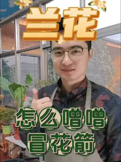 兰花怎么养才能噌噌冒花箭？ #养花 #兰花 #兰花营养液通用型