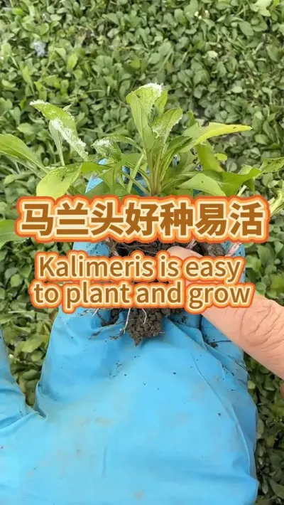 杭州名菜马兰头拌香干的马兰头 它是冬春天用根种出来的。它是多生的，种一次年年都有马兰头吃#种植小技巧 #我爱种菜 #阳台种菜 #马兰头 #露台种菜