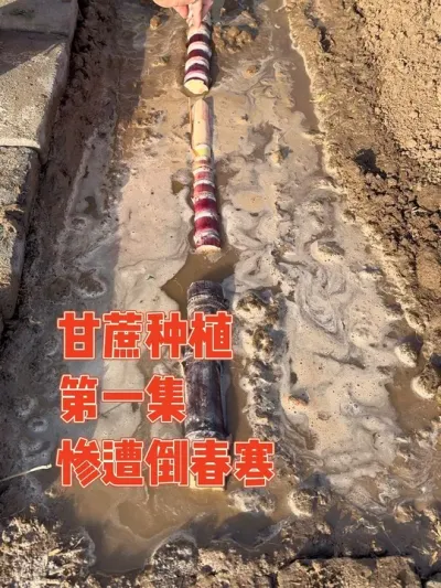 第一次在河南种广西黑皮水果甘蔗 老妈加急从广西寄过来的二十根甘蔗种子，种下后却遭遇倒春寒，经过多方周折终于成功发芽 记录甘蔗种植从选苗，种植管理到发芽全过程#甘蔗 #甘蔗种植 #种植小技巧 #强迫症治