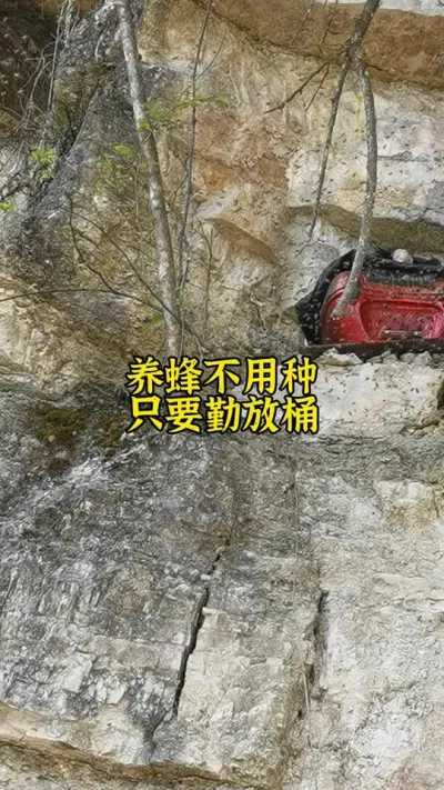 养蜂不用种，只要勤放桶，春季大分蜂正在进行想诱蜂的朋友抓紧时间#养蜂 #诱蜂 #养蜂技术 @抖音小助手