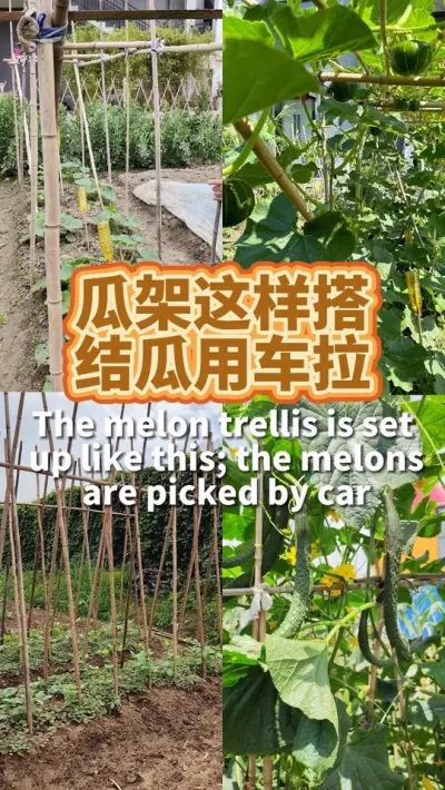 种菜不搭架产量差别非常大 瓜架这样搭，结瓜用车拉。#我的小菜园 #学种菜 #种植小技巧 #我爱种菜 #搭架子