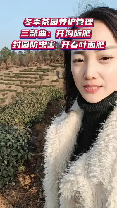 #茶园冬季施肥 #冬季茶园养护管理#茶树种植环境与质量控制