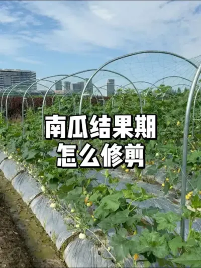 南瓜结果期如何修剪，怎么预防白粉病 