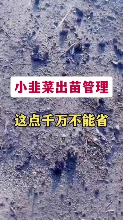 小韭菜出苗管理，这点千万不能省。#韭菜施什么肥根粗 #韭菜管理 #韭菜种植 #韭菜出苗 #韭菜种植方法