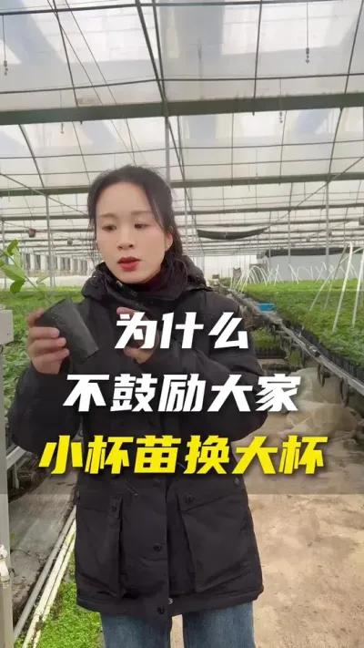 为什么不提倡大家盲目地去小杯苗换大杯。#优质种苗 #百香果  #农业种植
