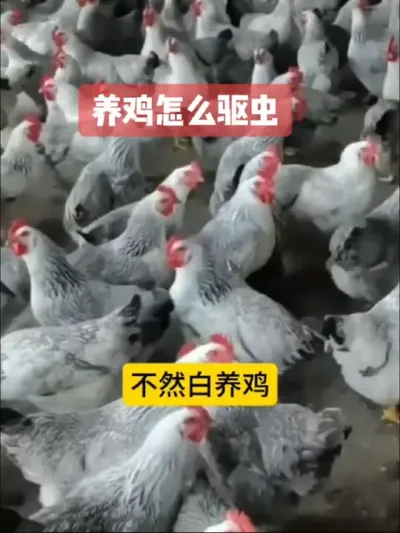 散养鸡怎么驱虫#养鸡驱虫#鸡鸭鹅驱虫#养鸡#科学养鸡#养鸡技术