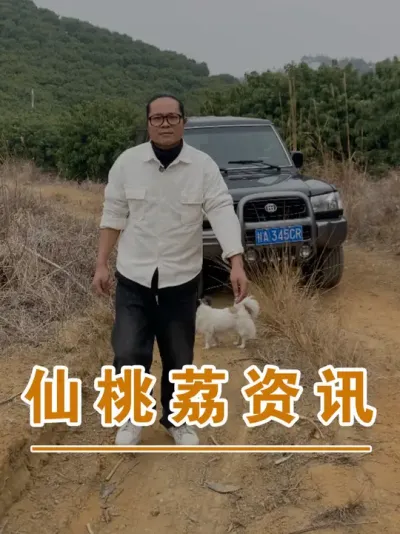有关仙桃荔的资讯#广西灵山荔枝果苗#农业创业#吕老师种果苗