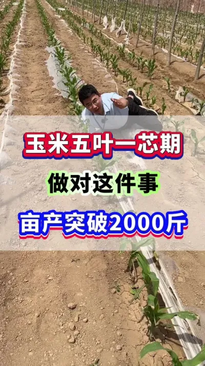 玉米五叶一芯期，做对这件事亩产突破2000斤！#玉米种植  #玉米种植管理技术  #种玉米 #农业种植