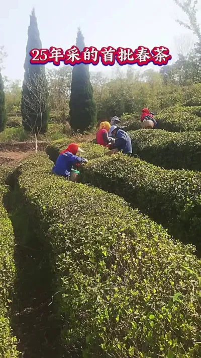 #春茶采摘 #茶是春天的仪式感 #茶树种植技术与管理