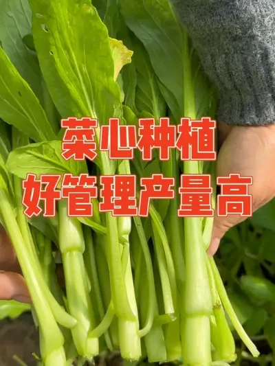 菜心是我种过的所有叶菜里最好种植产量最高的蔬菜之一，种两个平方就收获了二十多斤 #菜心#强迫症治愈系 #种植小技巧 #自己种的纯天然的绿色蔬菜 #记录真实生活