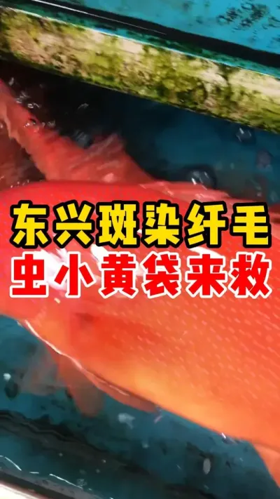 东兴斑染纤毛虫小黄袋来救##东星斑 #水产养殖 #养鱼日记 #石斑鱼 #养鱼养心 @抖加🔥上热门🔥dou+🔥热点宝  @DOU+小助手 