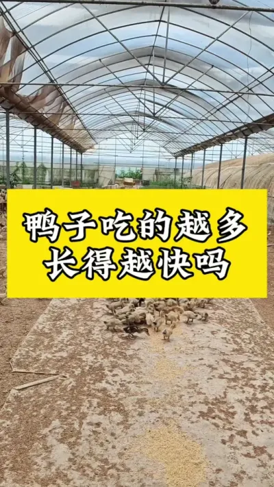 鸭子吃的越多#鸭子养殖 #科学养鸭流程 #养鸭专业户 #养鸭技术分享