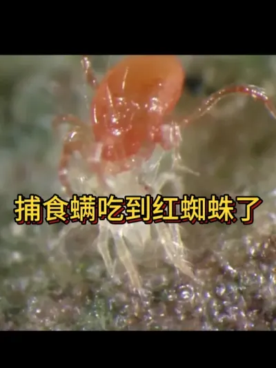 捕食螨吃到红蜘蛛啦 种有机草莓就这样除掉红蜘蛛#种草莓 #病虫害防治 #种植小技巧 #阳台种菜 #红蜘蛛防治