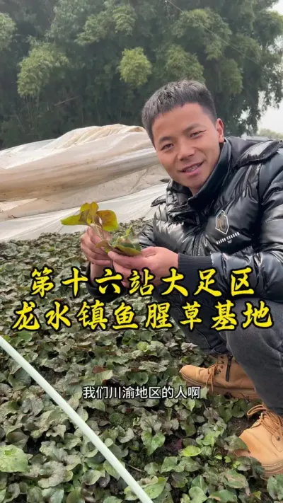 今天来到鱼腥草种植基地，我是很喜欢吃，你们喜欢吃吗？#返乡创业新农人 #鱼腥草