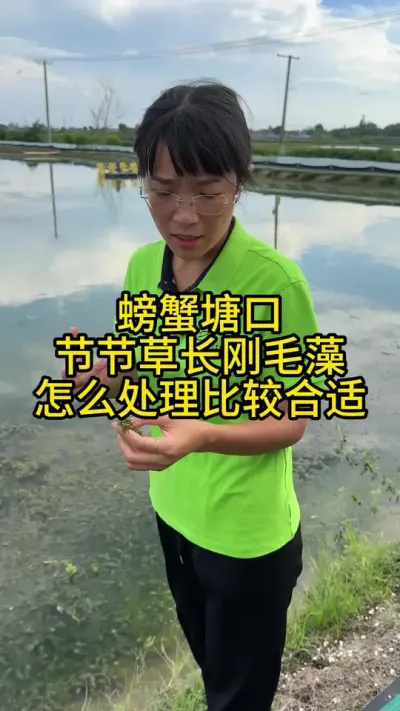 螃蟹塘口节节草长刚毛藻怎么处理比较合适！！！！ #渔多多养殖模式 #三农 #大闸蟹养殖 #水产养殖技术 #新农人计划2025