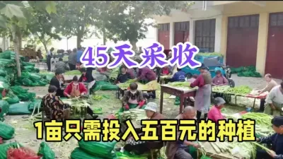 1亩投入不过500元，1年能种2季，45天就能收获，1斤30 #三农 #农村致富好项目 #返乡创业新农人 #苔菜