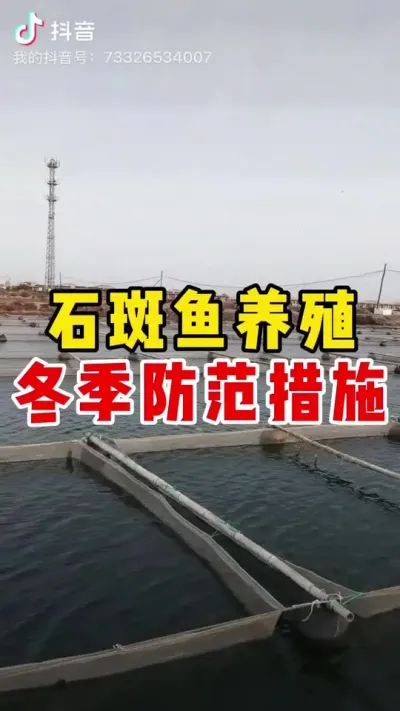 冬季养石斑鱼的防范措施#石斑鱼养殖技巧 #石斑鱼 #养鱼日记 #水产养殖 #水产养殖技术 @抖加🔥上热门🔥dou+🔥热点宝