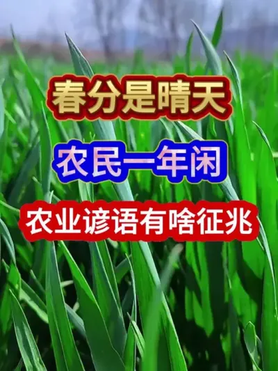 春分是晴天农民一年闲农业谚语有啥征兆 #农业谚语 #农谚 #农谚老话 #农业种植 #三农