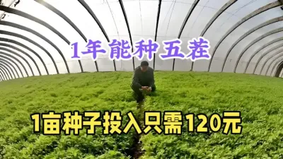1年能种5茬，亩种子投入只要120元，5元1公斤不愁销 #三农 #农村致富好项目 #茼蒿种植 #返乡创业 #抖音助农
