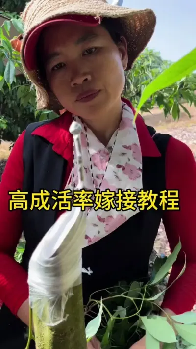 高成活率的嫁接教程#嫁接技术 #2024新农人计划 #dou来广东百千万 #青dou计划