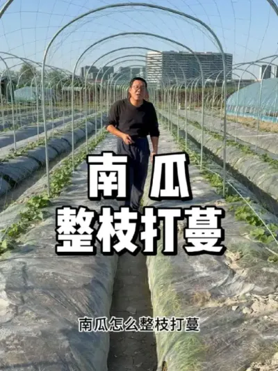 南瓜整枝打蔓，南瓜怎么修剪 
