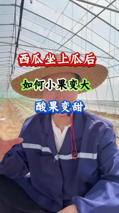 西瓜种植 西瓜坐上瓜后如何从小变大酸果变甜 #西瓜管理 #西瓜种植 #西瓜高产 #膨大增甜