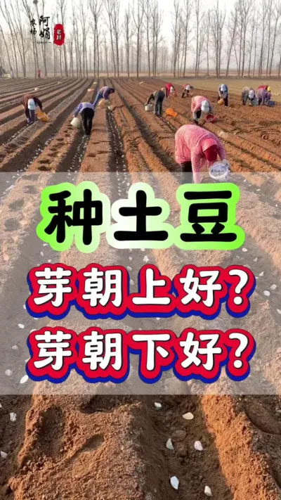 种土豆芽朝上好？芽朝下好？#土豆高产种植 #马铃薯 #洋芋 #土豆 #农业种植