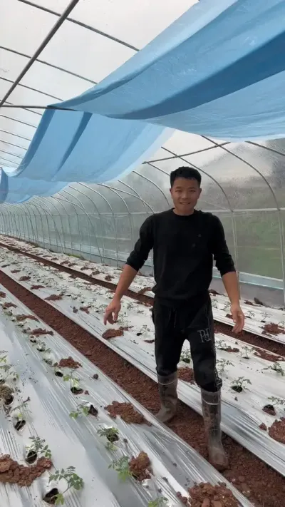 随着温度的下降，我们把二膜给它盖上保温，我们老家阴雨天太多了，对种植真的是很大的挑战！#记录我的种植生活 #返乡创业新农人
